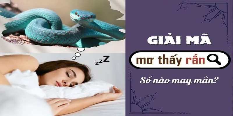 Mơ Thấy Rắn Đánh Số Gì - Ý Nghĩa Chuẩn Cùng Với XIN88